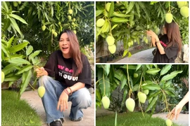 “Mục sở thị” cây xoài hơn 500 trái trong vườn nhà Mỹ Tâm 