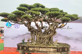 Sanh cổ 120 tuổi, đại gia trả “núi tiền” chủ quyết không bán