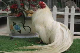 Đại gia chi tiền triệu tìm giống gà quý tộc 