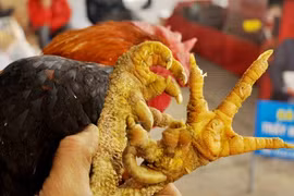 Loại gà ngoại hình đặc biệt, 50 triệu/con đại gia vẫn tranh đặt hàng 