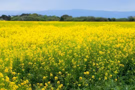 Ấn Độ cấp phép canh tác thương mại cho cây trồng biến đổi gen