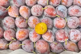 Sự thật bất ngờ về mận đường giá rẻ đang “gây sốt” chợ mạng