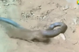 Cầy mangut choáng váng khi rắn hổ mang chúa tặng “nụ hôn tử thần”