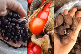 3 loại gia vị Tây Bắc cực đắt đỏ, có tiền chưa chắc mua được