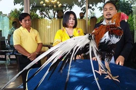 Gà chọi được trả 14 tỷ chủ nhân quyết không bán 
