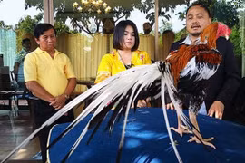 Gà chọi được trả 14 tỷ chủ nhân quyết không bán 