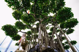 Dàn cây cảnh triệu đô, đại gia bán cả biệt thự cũng khó mua
