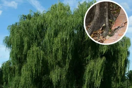 Cổ nhân nói “Một sợ cһό khóc nửa đêm, hai sợ gà bay lên mái, ba sợ liễu rậm trước mồ“