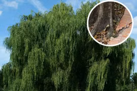 Cổ nhân nói “Một sợ cһό khóc nửa đêm, hai sợ gà bay lên mái, ba sợ liễu rậm trước mồ“