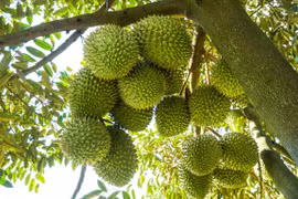 Giá sầu riêng bất ngờ lao dốc