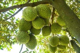 Giá sầu riêng bất ngờ lao dốc