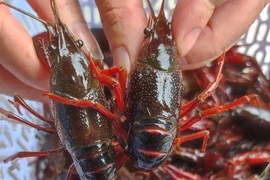 Mua, bán tôm hùm đất sôi động trên chợ mạng