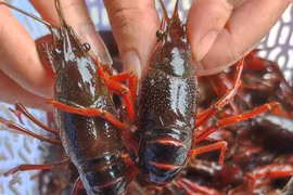 Mua, bán tôm hùm đất sôi động trên chợ mạng