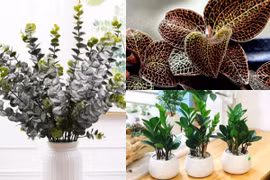 3 loại cây nghe tên đã thấy “mùi tiền” giúp người dân “hốt bạc“