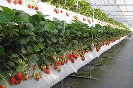 "Đột nhập" vườn dâu tây lớn nhất miền Bắc