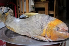 Bóc giá 5 loại cá tiến vua nổi tiếng Việt Nam, nghe giá tiền mà "choáng"