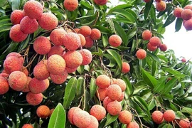 Tận mục vườn vải thiều không hạt lớn nhất Việt Nam 