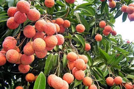 Tận mục vườn vải thiều không hạt lớn nhất Việt Nam 