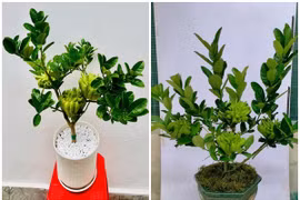 Phật thủ bonsai tiền triệu “cháy hàng” dịp Tết 2025