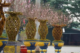 Những cành đào lộc bình độc lạ 