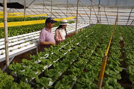 GĐ ngân hàng bỏ lương trăm triệu, trồng rau thu 2 tỷ/tháng 