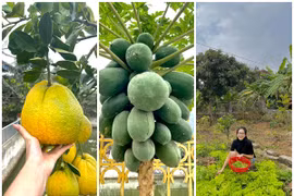 Vườn rau quả tốt um trong nhà Hoa hậu Đỗ Thị Hà