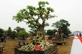 Cây bồ đề trăm tuổi, đại gia chi 2 tỷ “mua đứt” không thành