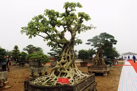 Cây bồ đề trăm tuổi, đại gia chi 2 tỷ “mua đứt” không thành