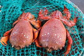 Tràn lan cua huỳnh đế mini siêu rẻ