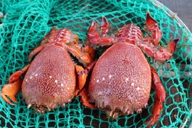 Tràn lan cua huỳnh đế mini siêu rẻ