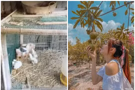 Bên trong nhà vườn 20.000m2 “chỉ để nuôi gà” của Minh Hằng