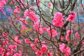 Những loại hoa nhất định phải có trong nhà ngày tết để chiêu tài lộc