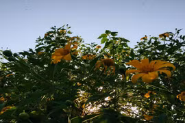 Chẳng cần đi Đà Lạt, HN cũng có đồi hoa dã quỳ đẹp xuất sắc