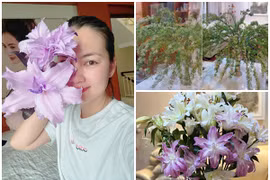 Ngôi nhà ngập hoa tươi của Ngọc Lan sau tuyên bố giải nghệ