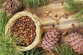 Loại quả dại trước rụng đầy gốc bỗng thành đặc sản giá nửa triệu/kg