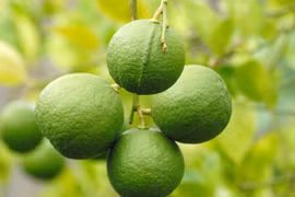 Thăm vườn chanh bông tím "hốt bạc" ở miền Tây