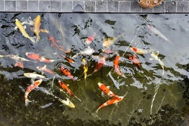 Độ giàu có của đại gia cá Koi nức tiếng Việt Nam 