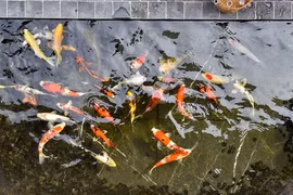 Độ giàu có của đại gia cá Koi nức tiếng Việt Nam 