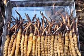 Bật mí loại “cỏ dại” đắt ngang chung cư tại Việt Nam