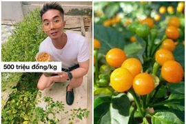 Sự thật về loại ớt nửa tỷ đồng/kg, Khánh Đơn trồng trong vườn