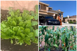 Biệt thự “khủng” ngập rau xanh tại Mỹ của em gái Cẩm Ly