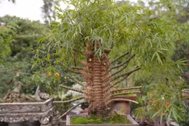 “Sững sờ” cây tre có 1-0-2 được định giá 500 triệu đồng