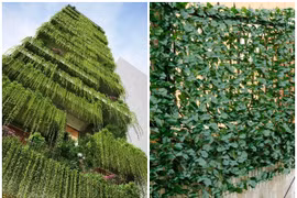 5 cây dây leo phù hợp làm rèm chắn nắng cho nhà hướng Tây