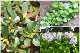 Điểm danh 3 loại rau dại ở Việt Nam nhưng được săn lùng ở nước ngoài