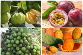 4 loại quả “rẻ như cho” ở Việt Nam sang nước ngoài cao ngất 