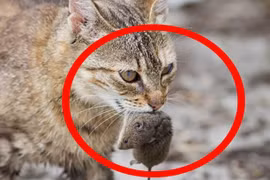 Vì sao mèo thích ăn thịt chuột? 