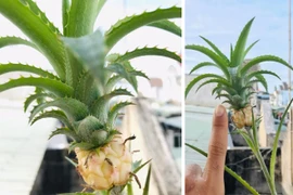 Phát sốt quả dứa tí hon được định giá tiền tỷ