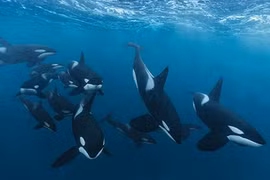 Kinh hãi cảnh đàn cá kình ngầu nghiến con cá mập khổng lồ