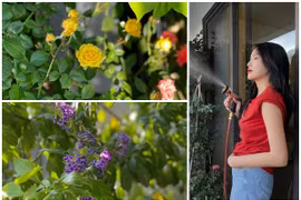 Khu vườn xanh mướt trong căn hộ của Hoa hậu Kỳ Duyên