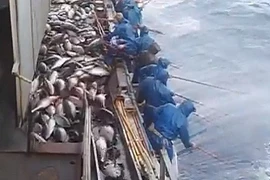 Choáng váng cảnh câu cá ngừ “khủng” siêu tốc độ